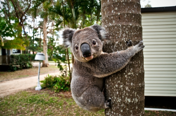 Koala Photo by Lukas Tennie on Unsplash